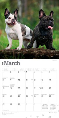 2026 BrownTrout French Bulldogs 12" x 12" Monthly Wall Calendar (9798330703302)
