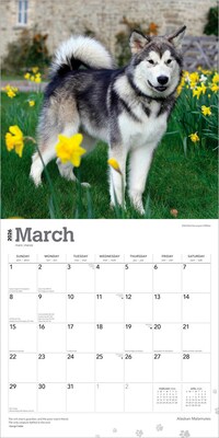 2026 BrownTrout Alaskan Malamutes 12" x 12" Monthly Wall Calendar (9798330702053)