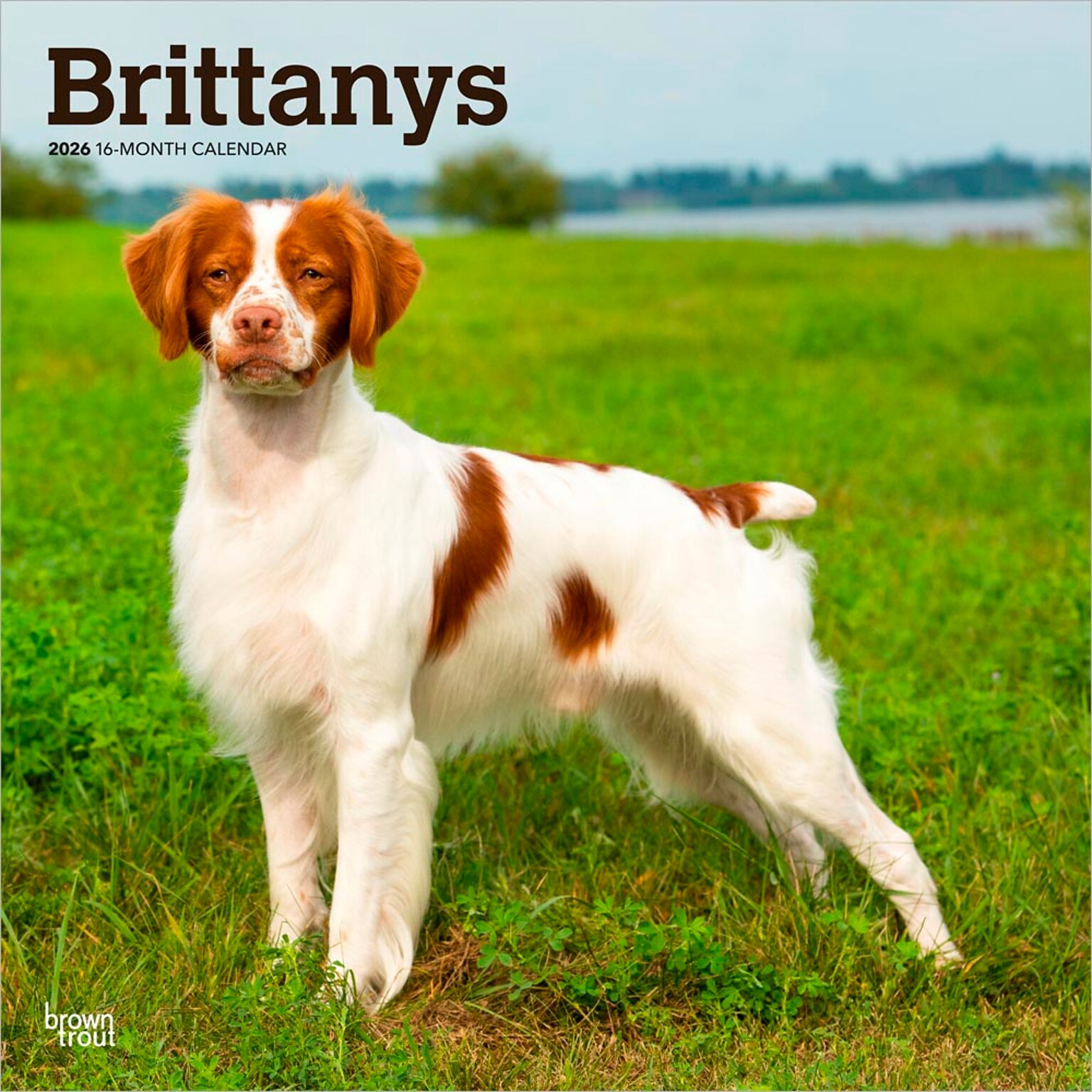 2026 BrownTrout Brittanys 12 x 12 Monthly Wall Calendar (9798330702640)