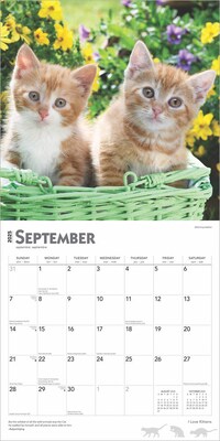 2025 BrownTrout I Love Kittens 12" x 12" Monthly  Wall Calendar (9781975477288)