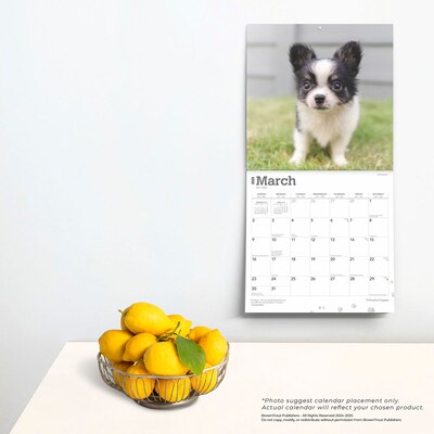 2025 BrownTrout Chihuahua Puppies 12" x 12" Monthly  Wall Calendar (9781975474652)