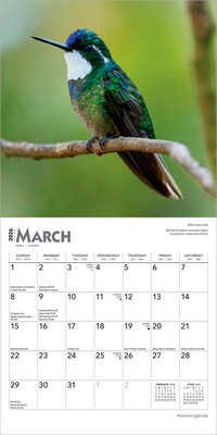 2026 BrownTrout Hummingbirds 7" x 7" Monthly Wall Calendar (9798330703791)