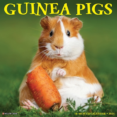 2025 Willow Creek 12 x 12 Monthly Wall Calendar, Guinea Pigs (46425)