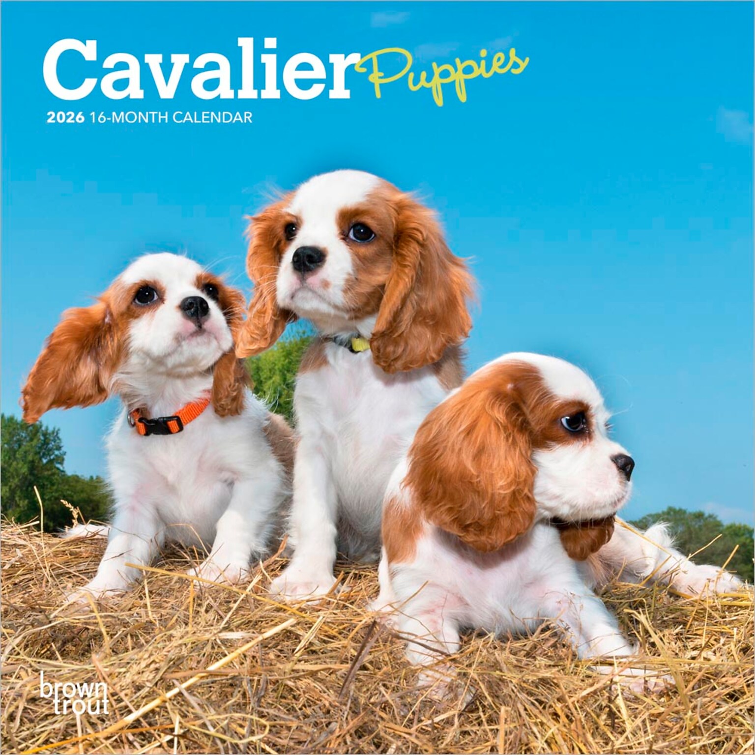 2026 BrownTrout Cavalier King Charles Spaniel Puppies 7 x 7 Monthly Wall Calendar (9798330702800)