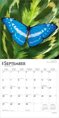 2026 BrownTrout Butterflies 12" x 12" Monthly Wall Calendar (9798330702695)