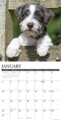 2027 Willow Creek Jack Russells 12" x 12" Monthly Wall Calendar (60834)
