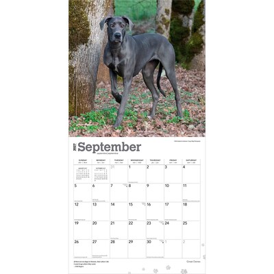 2027 BrownTrout Great Danes 12" x 12" Monthly Wall Calendar (9798330714216)