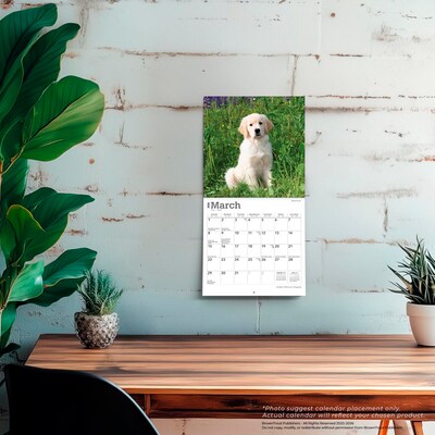 2026 BrownTrout Golden Retriever Puppies 7" x 7" Monthly Wall Calendar (9798330703456)