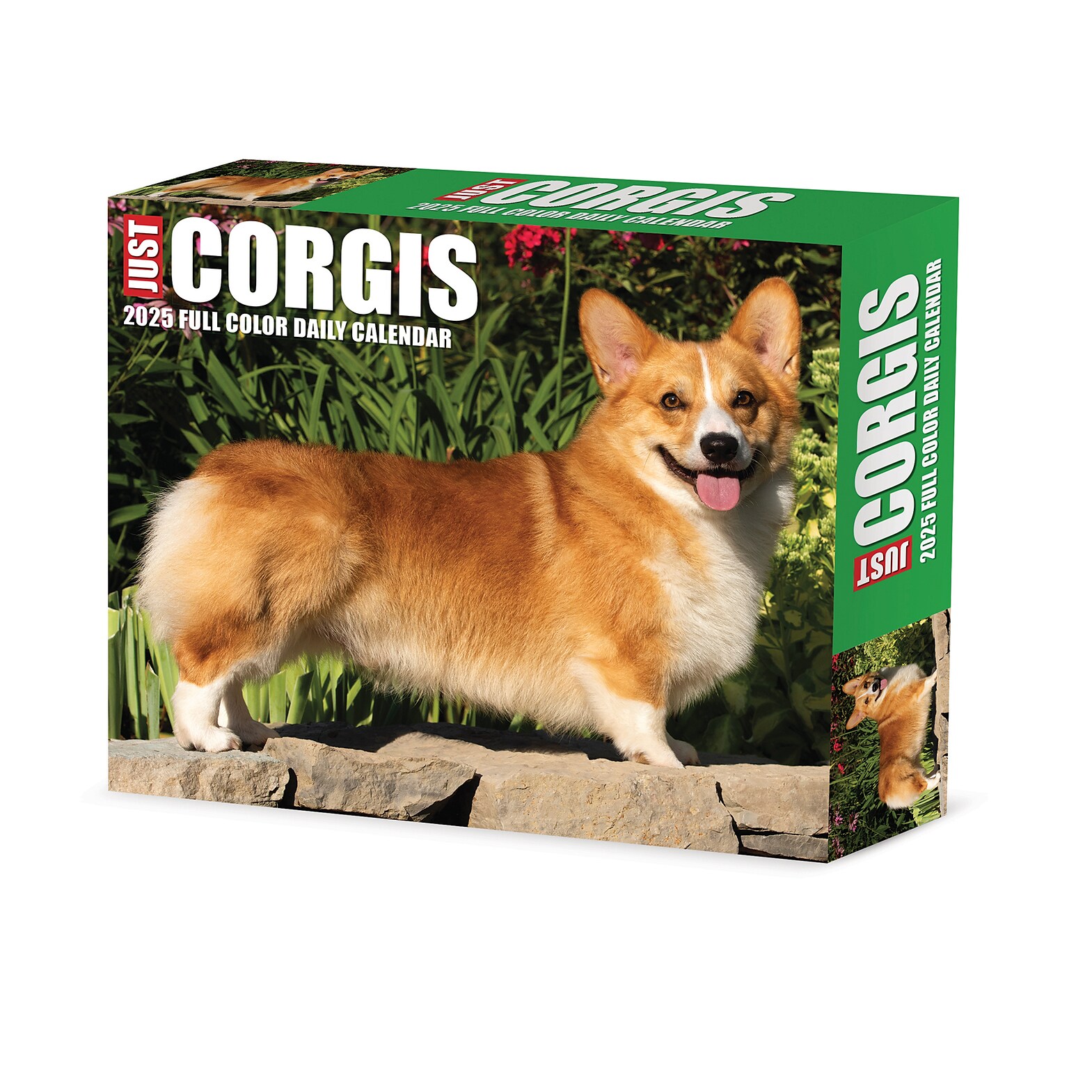 2025 Willow Creek Corgis (Dogs and Puppies) 6 x 5.5 Day-to-Day Calendar, Multicolor (40751)