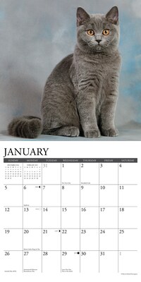 2025 Willow Creek British Shorthair Cats 12" x 12" Monthly Wall Calendar, Multicolor (41956)