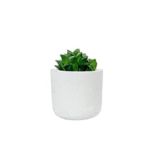 Desk Plants Star Cactus in a White Mini Wilson pot (SCMWW)