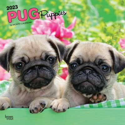 2023 BrownTrout Pug Puppies 12 x 24 Monthly Wall Calendar, (9781975452537)