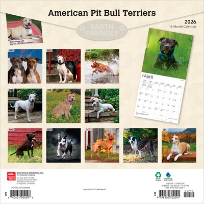 2026 BrownTrout American Pit Bull Terriers 12 x 12 Monthly Wall Calendar (9798330702091)