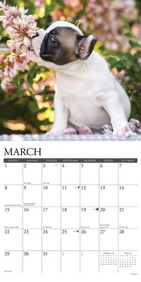 2026 Willow Creek French Bulldog Puppies 12" x 12" Monthly Wall Calendar (51160)