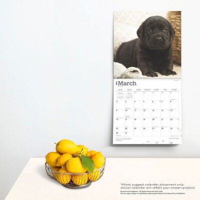 2025 BrownTrout Black Labrador Retriever Puppies 12" x 12" Monthly Wall Calendar (9781975477318)