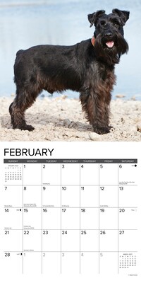 2027 Willow Creek Miniature Schnauzers 12" x 12" Monthly Wall Calendar, Assorted Colors (61220)