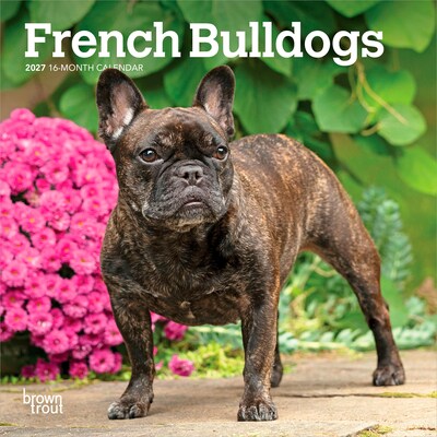 2027 BrownTrout French Bulldogs 7 x 7 Monthly Wall Calendar, Assorted Colors (9798330709991)