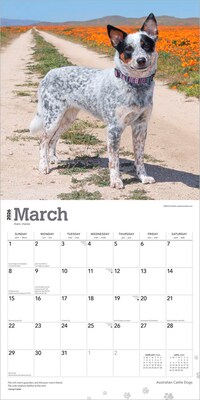 2026 BrownTrout Australian Cattle Dogs 12" x 12" Monthly Wall Calendar (9798330702190)