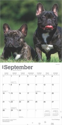 2025 BrownTrout French Bulldogs 12" x 12" Monthly Square Wall Calendar (9781975476984)