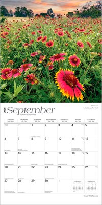 2026 BrownTrout Texas Wildflowers 12" x 12" Monthly Wall Calendar (9798330705832)