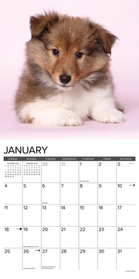 2026 Willow Creek Sheltie Puppies 12" x 12" Monthly Wall Calendar (52754)