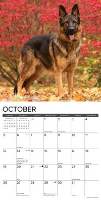 2025 Willow Creek German Shepherds 12" x 12" Yearly Wall Calendar (43028)