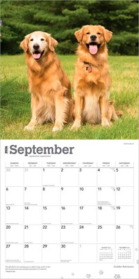 2026 BrownTrout Golden Retrievers 12" x 12" Monthly Wall Calendar (9798330703494)
