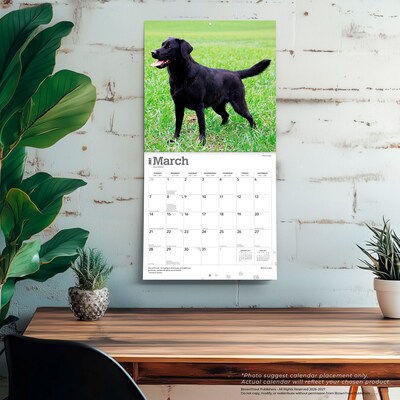 2027 BrownTrout Black Labrador Retrievers 12" x 12" Monthly Wall Calendar (9798330712557)