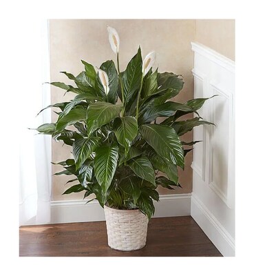 1800Flowers Peace Lily Plant
