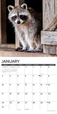 2027 Willow Creek Rascally Raccoons 12" x 12" Monthly Wall Calendar, Assorted Colors (62029)
