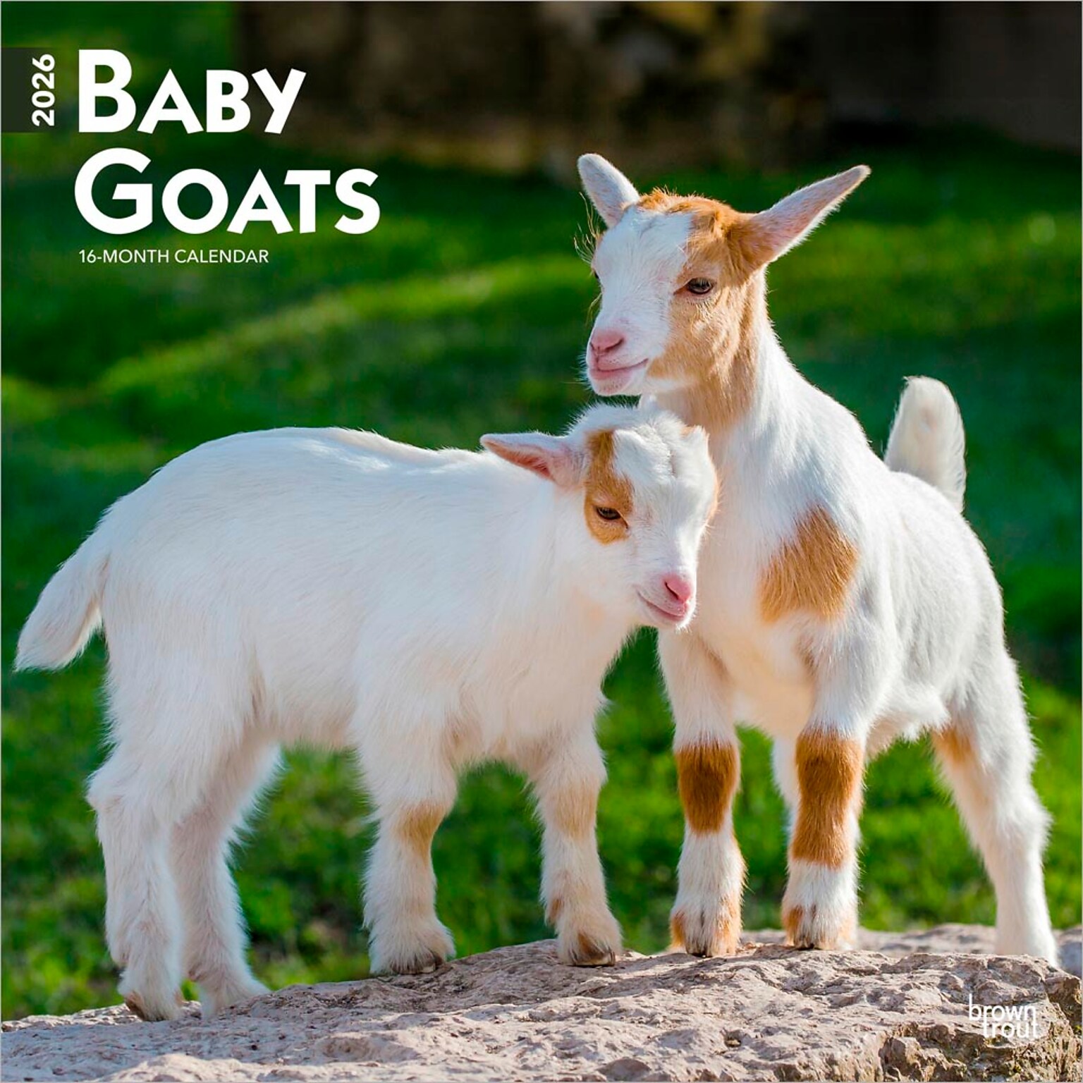 2026 BrownTrout Baby Goats 12 x 12 Monthly Wall Calendar (9798330702268)