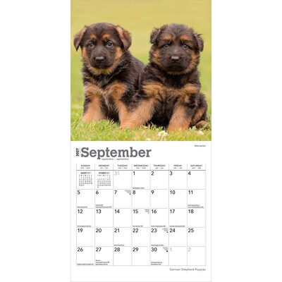 2027 BrownTrout German Shepherd Puppies 7" x 7" Monthly Wall Calendar, Assorted Colors (9798330714780)