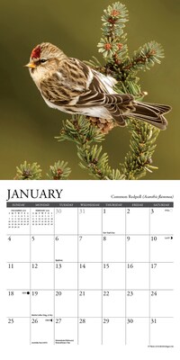 2026 Willow Creek Backyard Birds 7" x 7" Monthly Wall Calendar (53447)