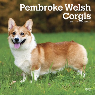 2023 BrownTrout Pembroke Welsh Corgis 12 x 12 Monthly Wall Calendar (9781975453046)