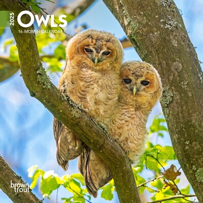2025 BrownTrout Owls 7 x 7 Monthly Mini Wall Calendar (9781975474164)