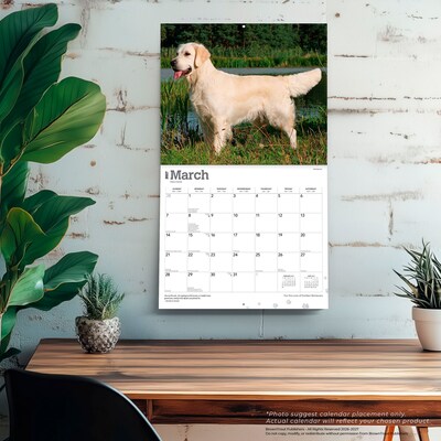 2027 BrownTrout For the Love of Golden Retrievers 14" x 12" Monthly Wall Calendar, Assorted Colors (9798330709267)