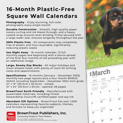 2025 BrownTrout Dachshunds 12" x 12" Monthly  Wall Calendar (9781975476915)