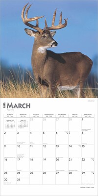 2025 BrownTrout White Tailed Deer 12" x 12" Monthly  Wall Calendar (9781975477998)