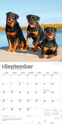 2026 BrownTrout Rottweilers 12" x 12" Monthly Wall Calendar (9798330705399)