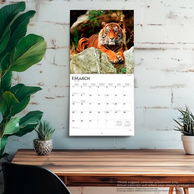 2026 BrownTrout Tigers 12" x 12" Monthly Wall Calendar (9798330705900)