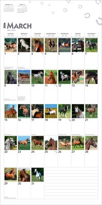 2026 BrownTrout 365 Days of Horses 12" x 12" Monthly Wall Calendar (9798330703760)