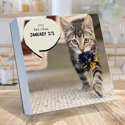 2027 TF Publishing Cat A Day 5.25 x 5.25 Daily Day-to-Day Calendar, Multicolored (27-3002)