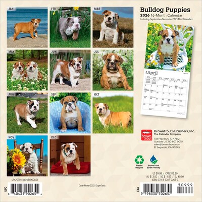 2026 BrownTrout Bulldog Puppies 7 x 7 Monthly Wall Calendar (9798330702657)