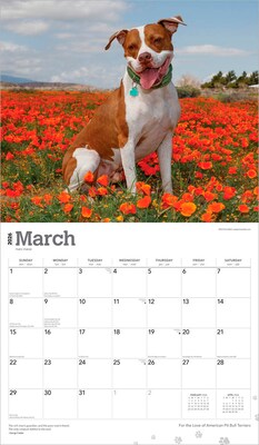 2026 BrownTrout American Pit Bull Terriers 14" x 12" Monthly Wall Calendar (9798330707867)