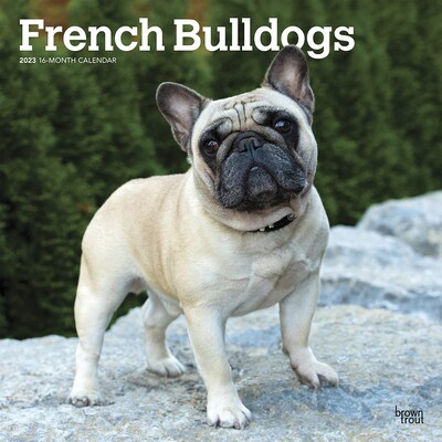 2023 BrownTrout French Bulldogs 12 x 12 Monthly Wall Calendar, (9781975451639)