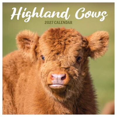 2027 TF Publishing Highland Cows 12 x 12 Monthly Wall Calendar, Multicolored (27-1061)