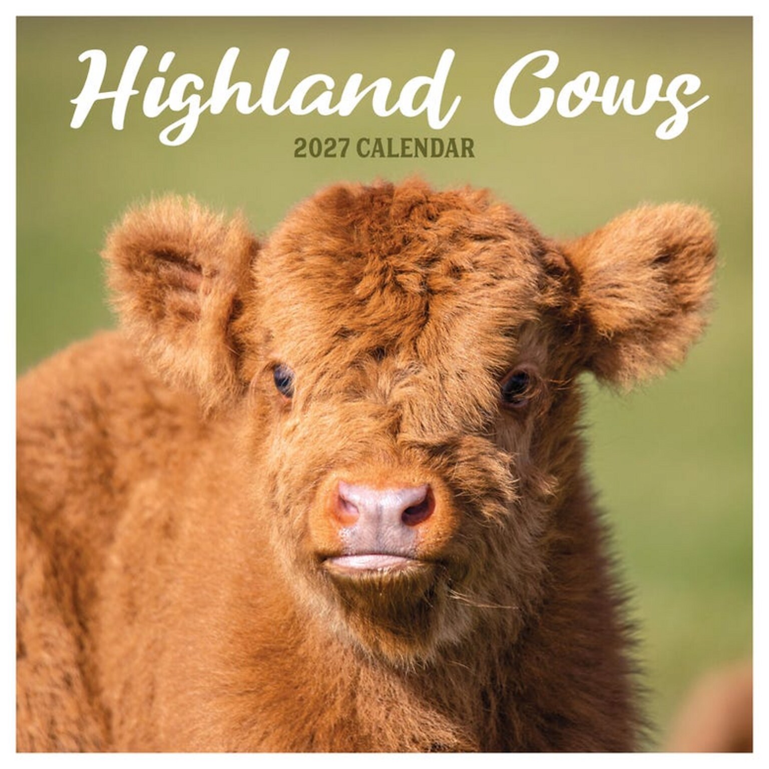 2027 TF Publishing Highland Cows 12 x 12 Monthly Wall Calendar, Multicolored (27-1061)