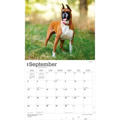 2027 BrownTrout For the Love of Boxers 14" x 12" Monthly Wall Calendar, Assorted Colors (9798330709236)