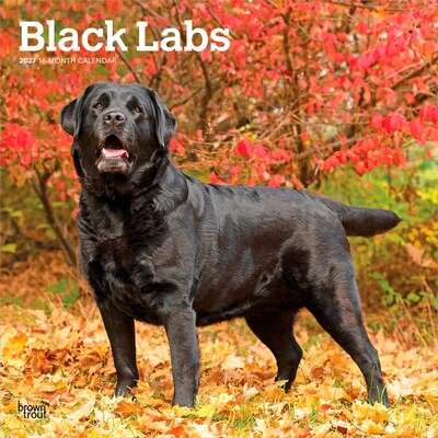 2027 BrownTrout Black Labrador Retrievers 12 x 12 Monthly Wall Calendar (9798330712557)