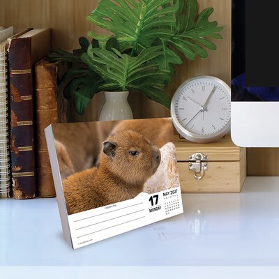 2027 Willow Creek Baby Animals 6.2" x 5.4" Daily Day-to-Day Calendar, Assorted Colors (63262)